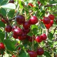 Pomi Fructiferi - Visin Tarina - Anul 3 - 1 buc - Regatul Plantelor