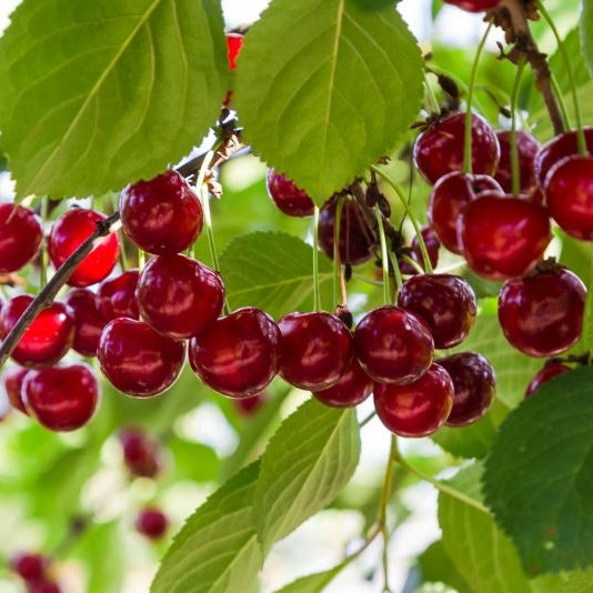 Pomi Fructiferi - Visin Tarina - Anul 3 - 1 buc - Regatul Plantelor