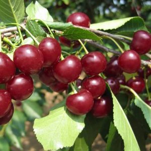 Pomi Fructiferi - Visin Tarina - Anul 3 - 1 buc - Regatul Plantelor