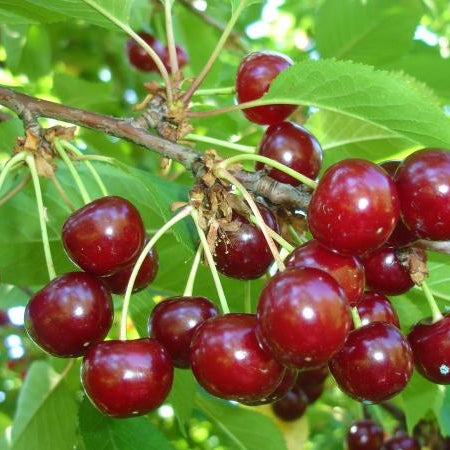 Pomi Fructiferi - Visin Tipuriu de Cluj - Anul 3 - 1 buc - Regatul Plantelor