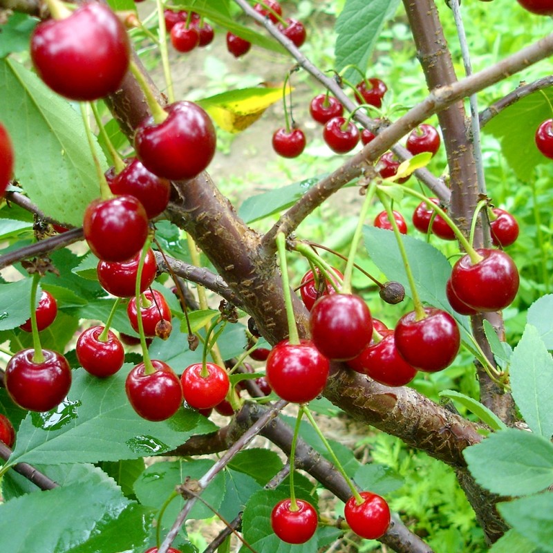 Pomi Fructiferi - Visin Tipuriu de Cluj - Anul 3 - 1 buc - Regatul Plantelor
