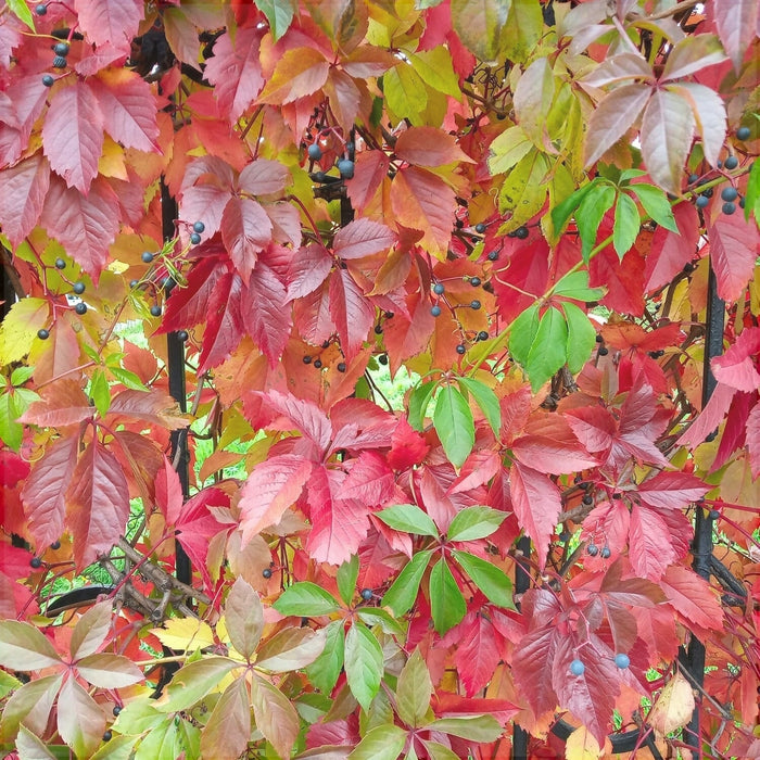 Vita de Canada (Parthenocissus quinquefolia), 1 Bucata