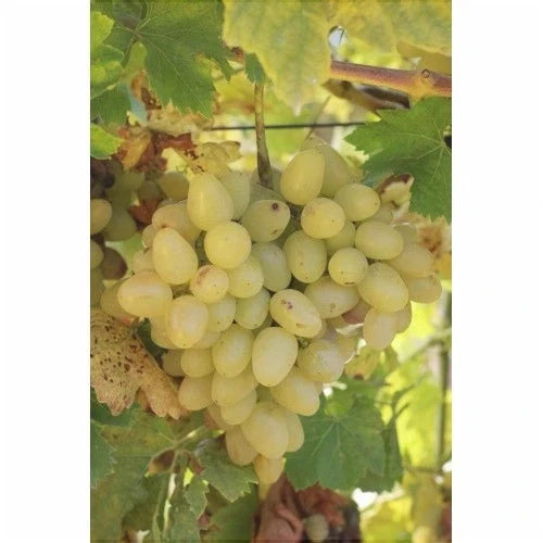 Vița de Vie de Masă "Arcadia" la ghiveci