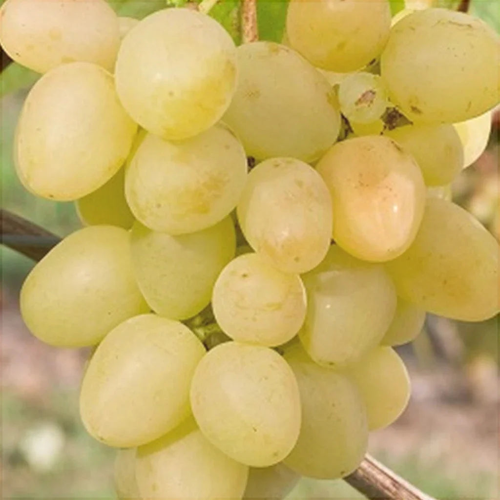 Vița de Vie de Masă "Arcadia" la ghiveci