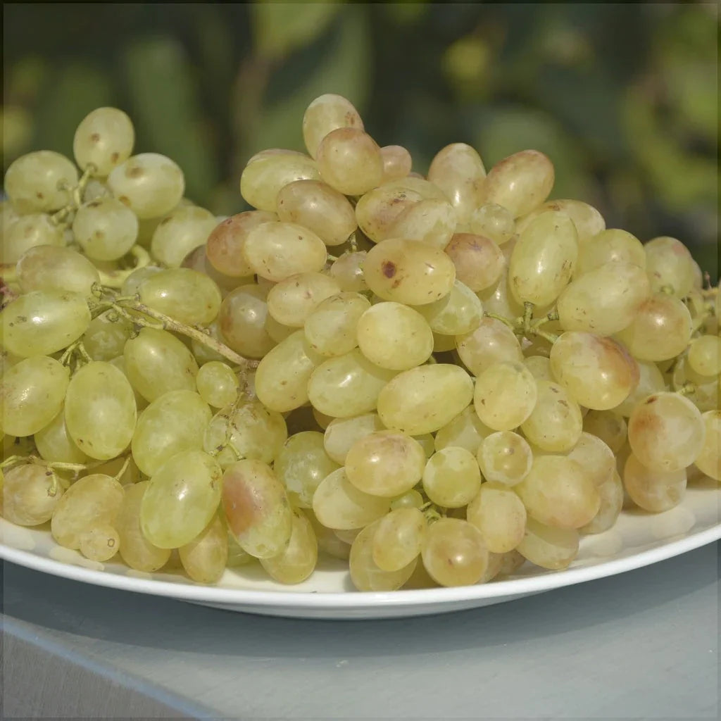 Vița de Vie de Masă "Belgrad Seedless" la ghiveci