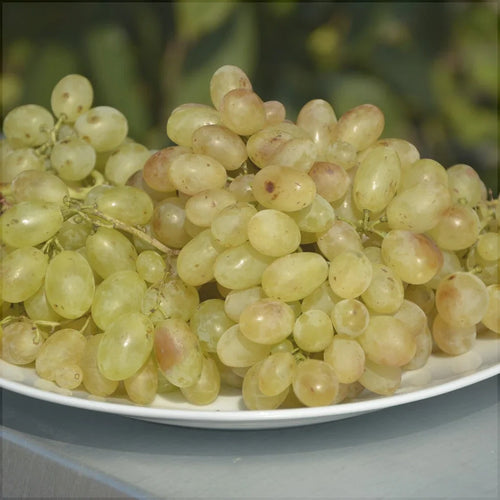 Vița de Vie de Masă "Belgrad Seedless" la ghiveci