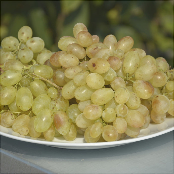 Vita de Vie de Masa "Belgrad Seedless", la Ghiveci
