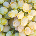 Vița de Vie de Masă "Belgrad Seedless" la ghiveci