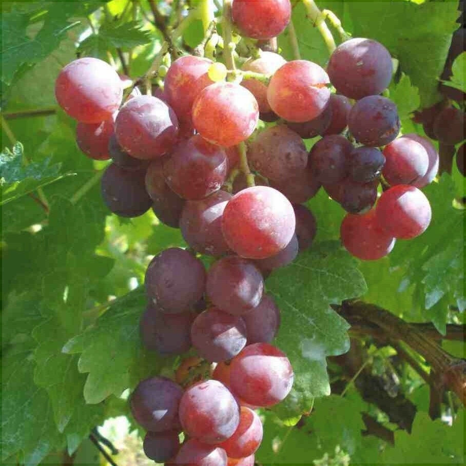 Vita de Vie de Masa "Cardinal", la Ghiveci