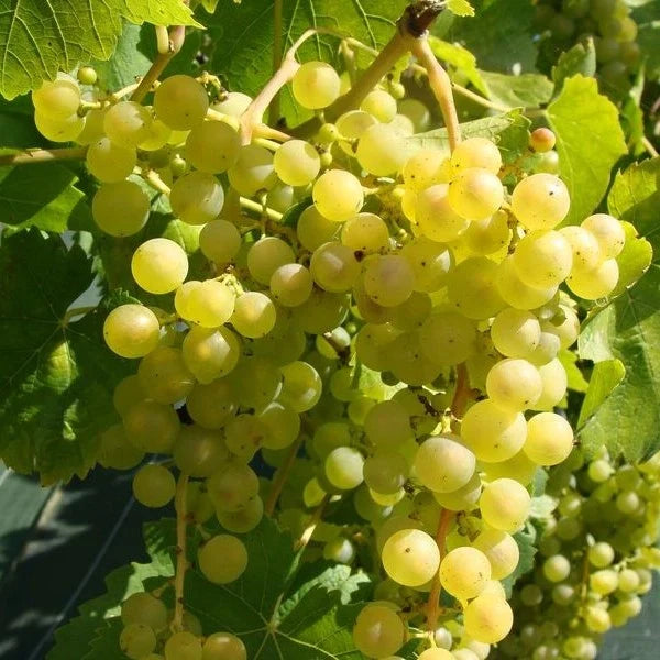 Viță de Vie de Masă "Chasselas Dore" la ghiveci