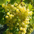 Viță de Vie de Masă "Chasselas Dore" la ghiveci