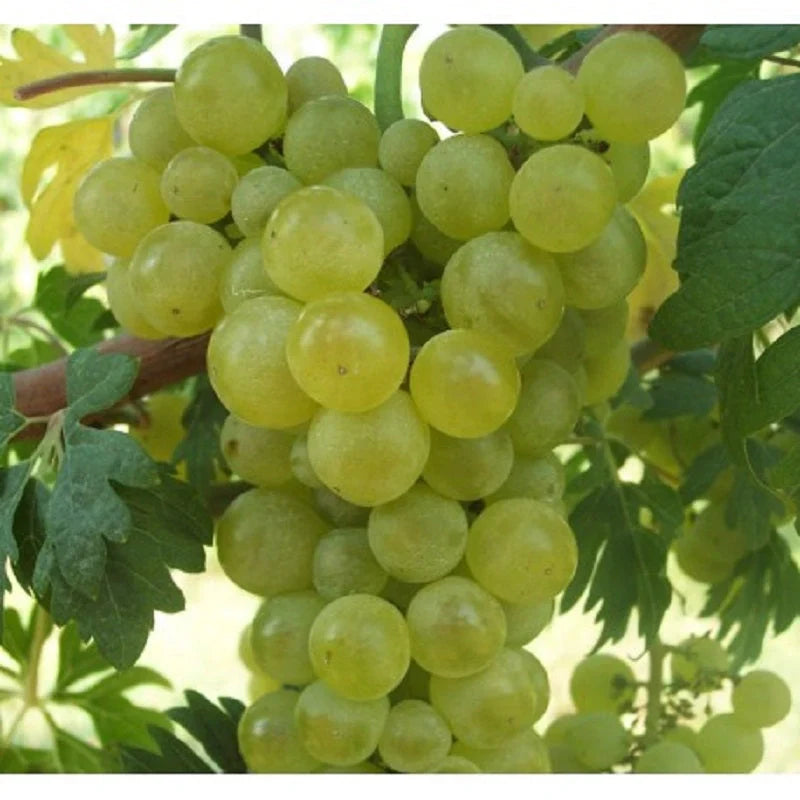Viță de Vie de Masă "Chasselas Dore" la ghiveci