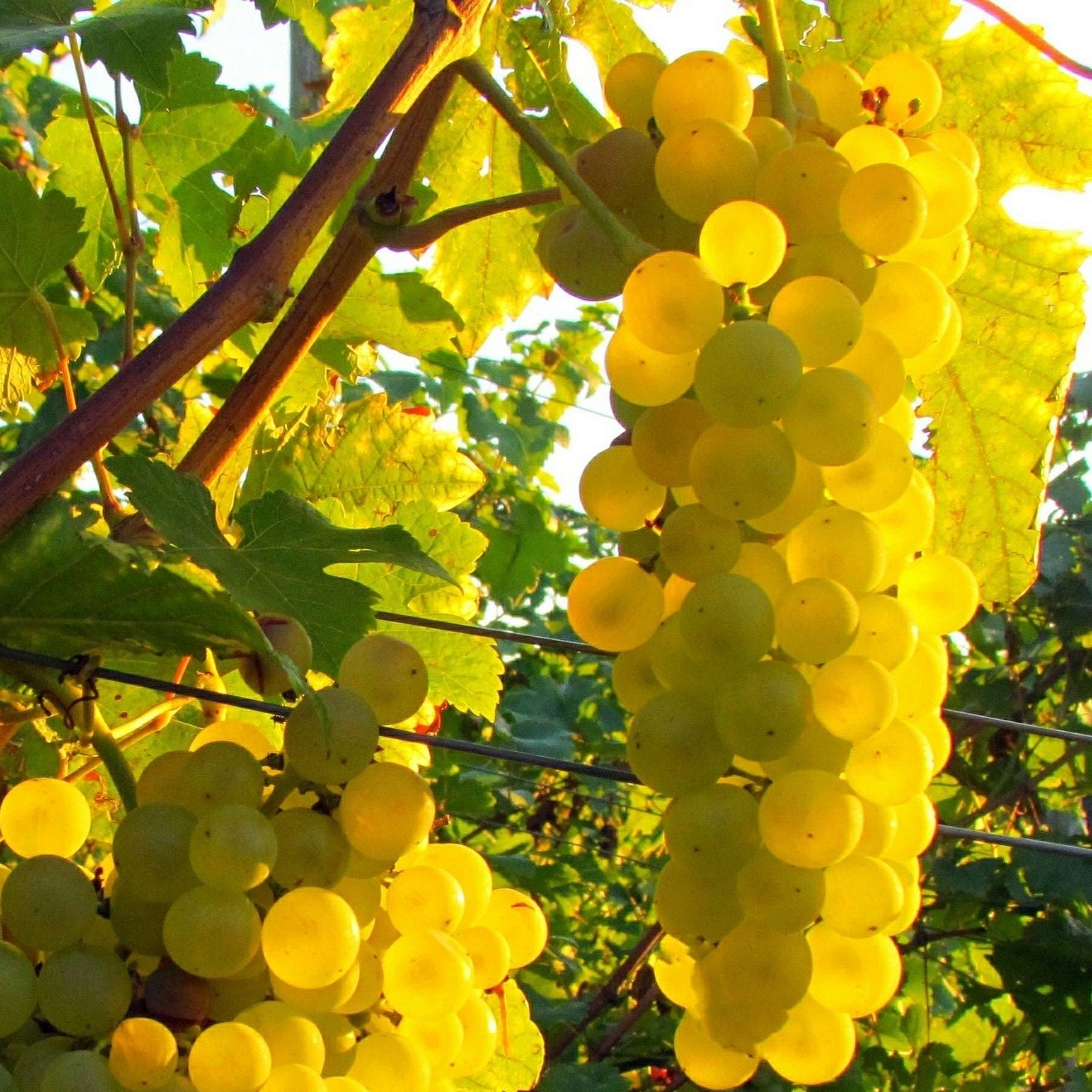 Vita de Vie de Masa "Chasselas Dore", la Ghiveci