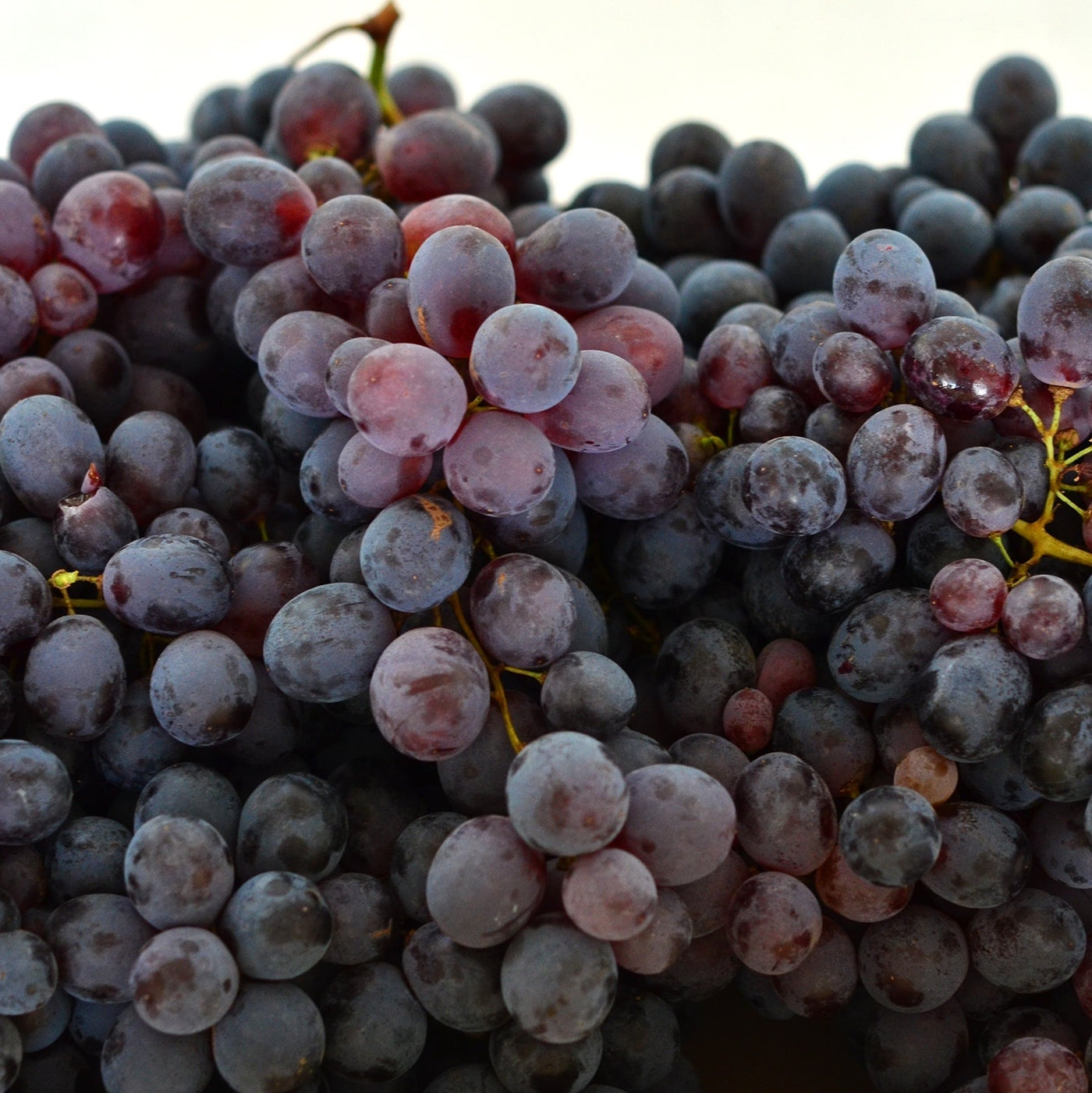 Vita de Vie de Masa "Coarna Neagra", la Ghiveci