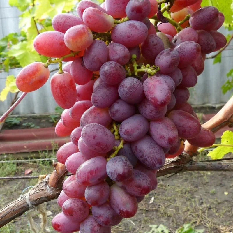 Vița de Vie de Masă "Crimson Seedless" la ghiveci