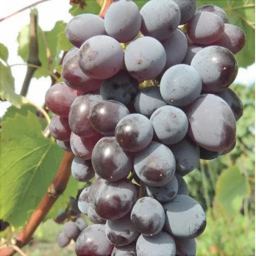 Vita de Vie de Masa "Jupiter Canadice", la Ghiveci