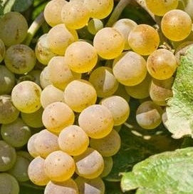 Vita de Vie de Masa "Kismis Galben", la Ghiveci