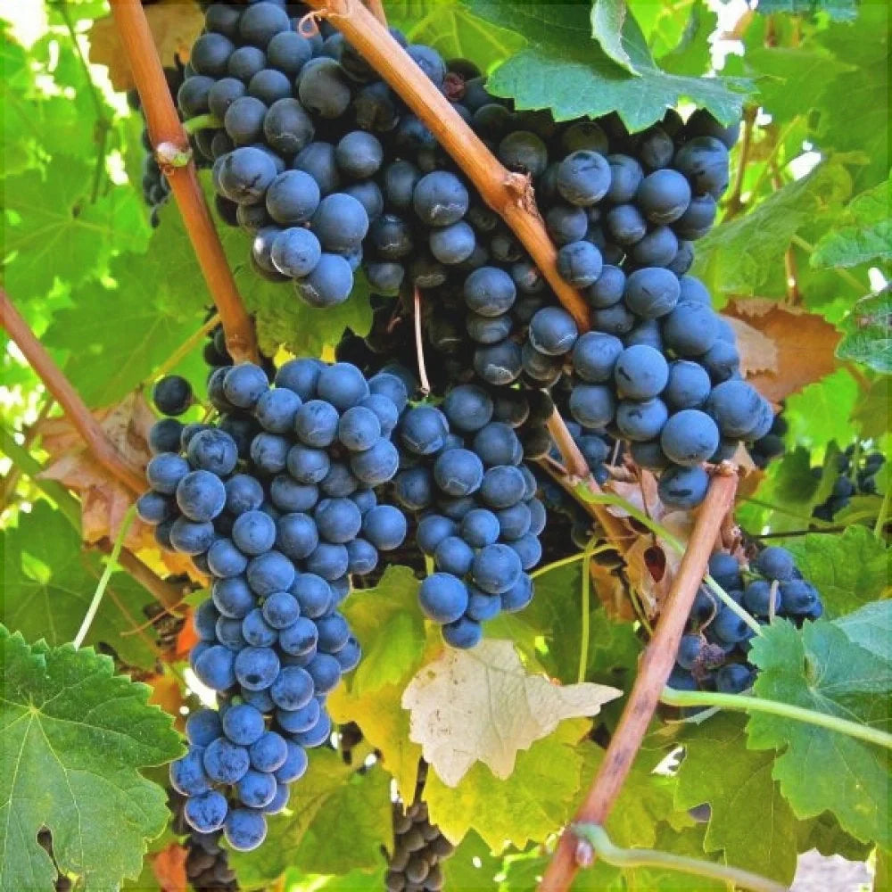 Vița de Vie de Masă "Merlot" la ghiveci