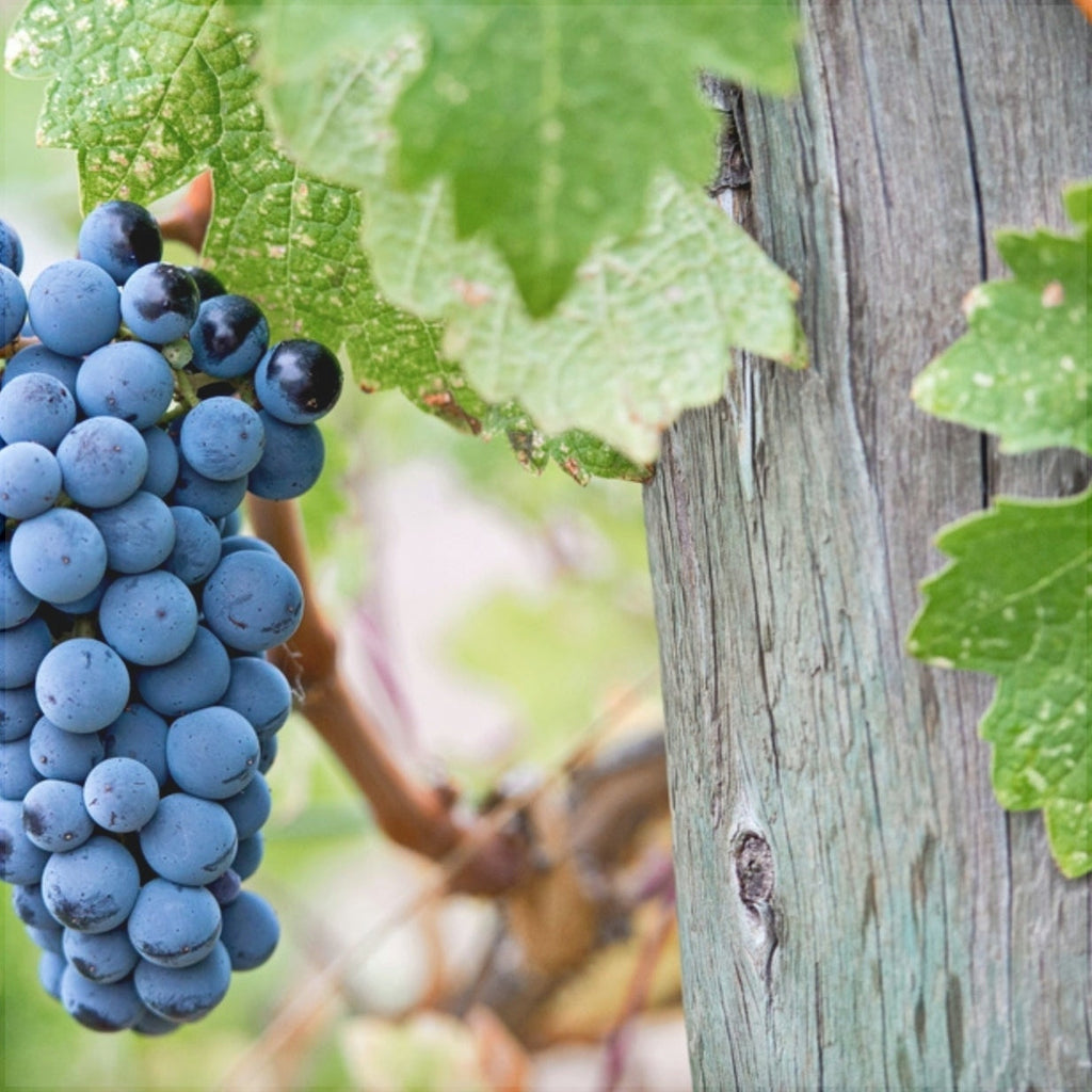 Vita de Vie de Masa "Merlot", la Ghiveci