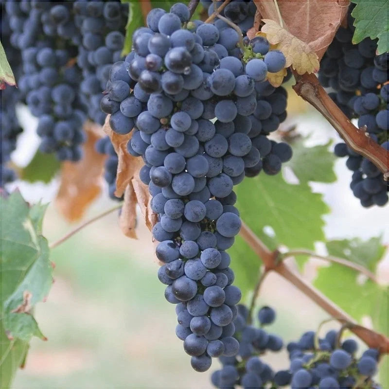 Vița de Vie de Masă "Merlot" la ghiveci