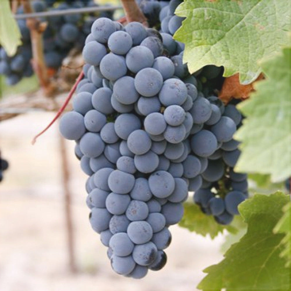 Vita de Vie de Masa "Merlot", la Ghiveci