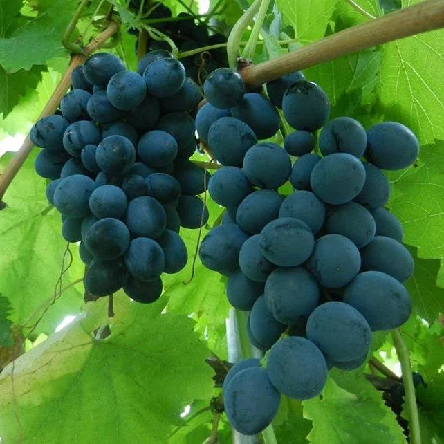 Viță de Vie de Masă ”Moldova” la ghiveci