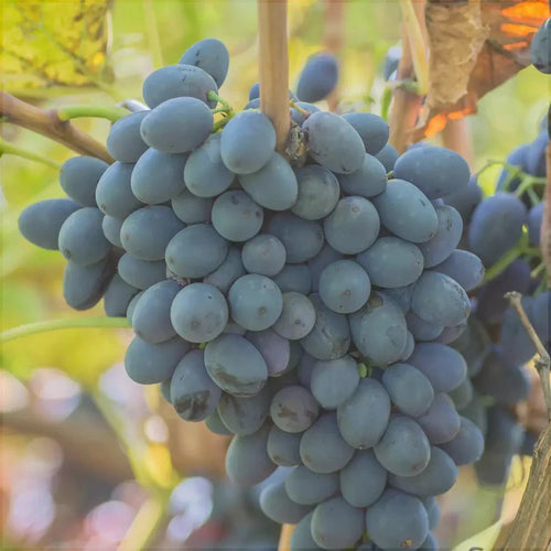 Vița de Vie de Masă "Moldova" la ghiveci