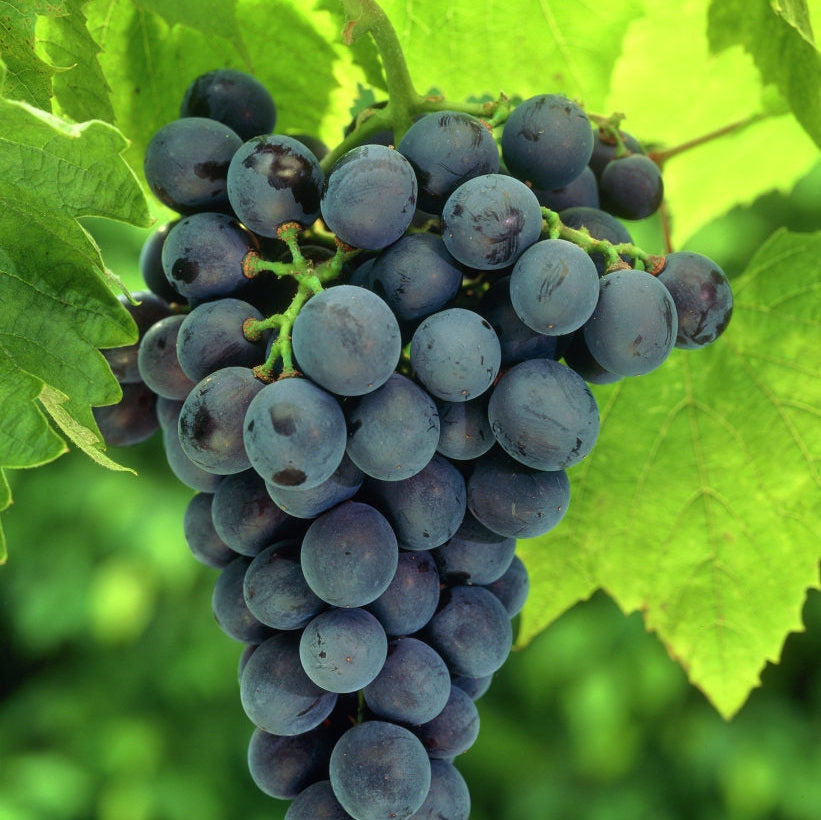 Vita de Vie de Masa "Muscat de Adda", la Ghiveci