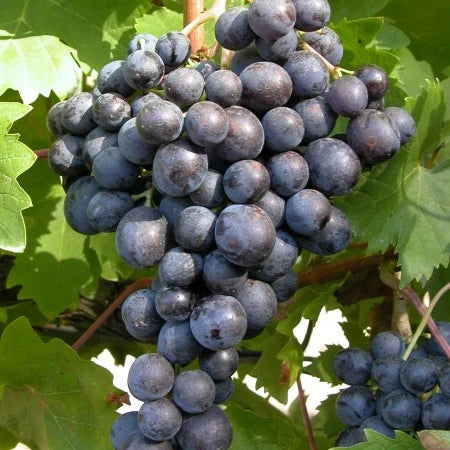 Vița de Vie de Masă "Muscat de Hamburg" la ghiveci