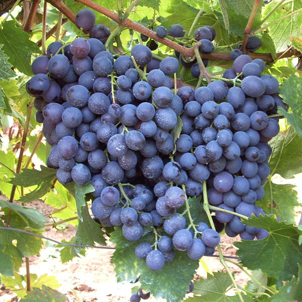 Vita de Vie de Masa "Muscat de Hamburg", la Ghiveci