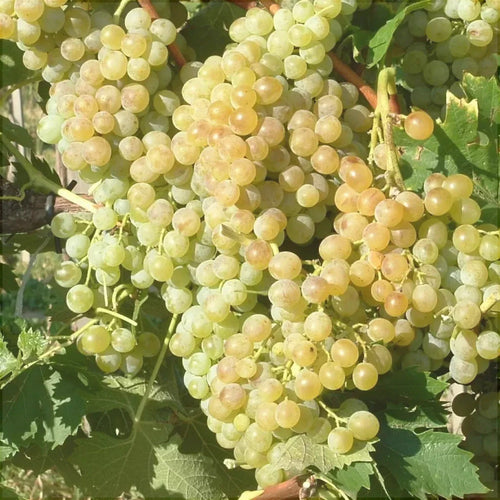Vița de Vie de Masă "Muscat de Poloskei" la ghiveci