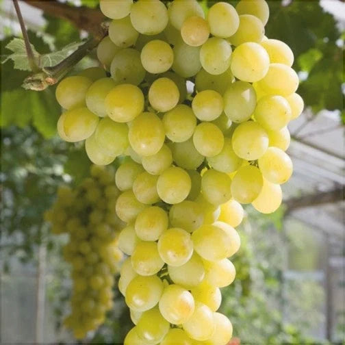 Vița de Vie de Masă "Muscat de Poloskei" la ghiveci