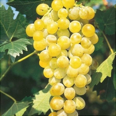 Vita de Vie de Masa "Muscat de Poloskei", la Ghiveci