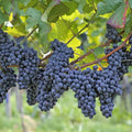 Vița de Vie de Masă "Nero" la ghiveci