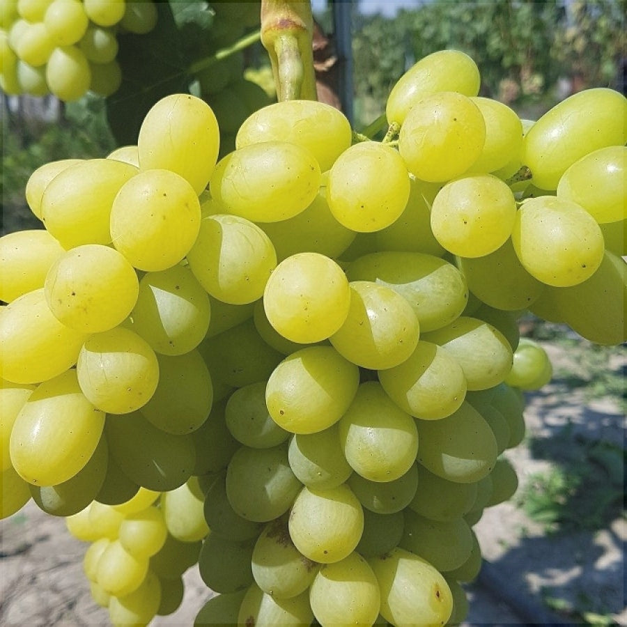 Vita de Vie de Masa "Prezentabil", la Ghiveci