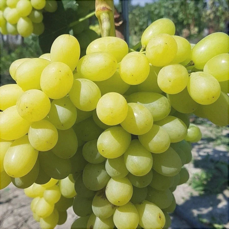 Vița de Vie de Masă "Prezentabil" la ghiveci