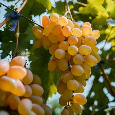 Viță de vie de Masă „Prezentabil” la ghiveci – viță de vie | Regatul Plantelor