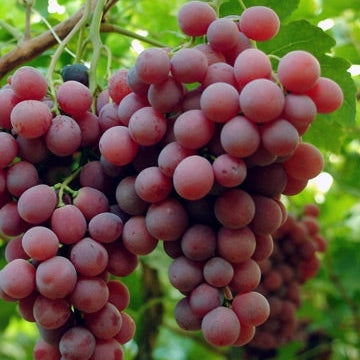 Vita de Vie de Masa - Red Globe - Ghiveci