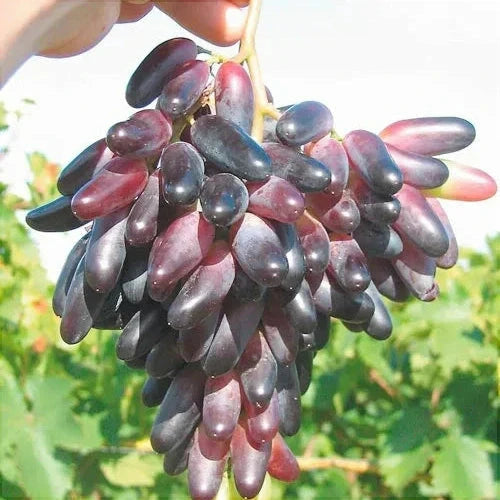 Vita de Vie de Masa "Suvenir", la Ghiveci