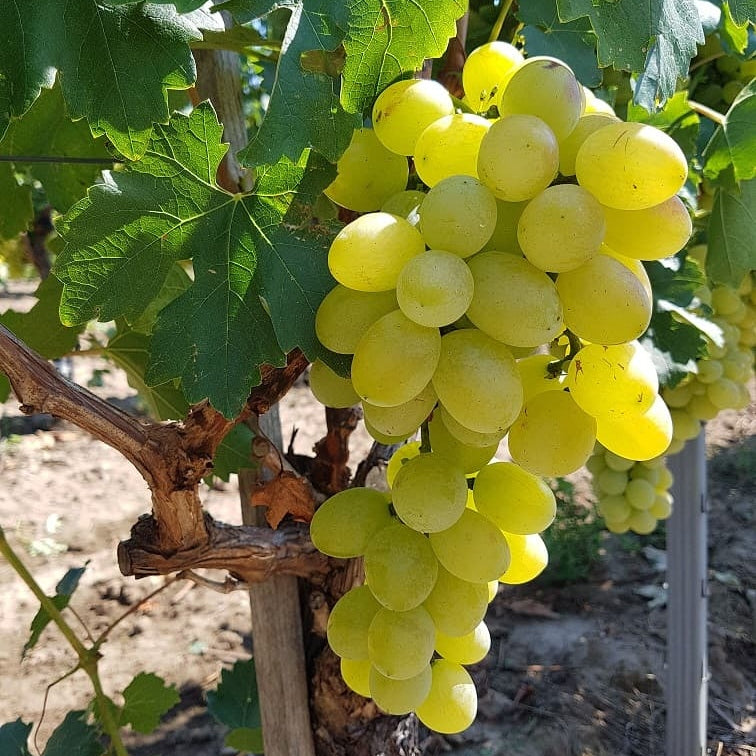 Vita de Vie de Masa "Victoria", la Ghiveci