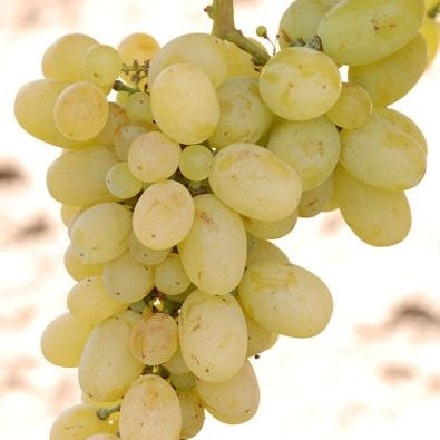 Vita de Vie de Masa "Victoria", la Ghiveci