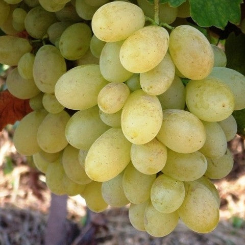 Vita de Vie de Masa "Victoria", la Ghiveci