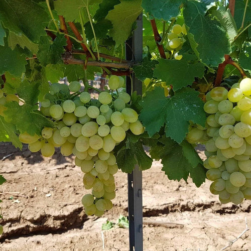 Vița de Vie de Masă "Victoria" la ghiveci