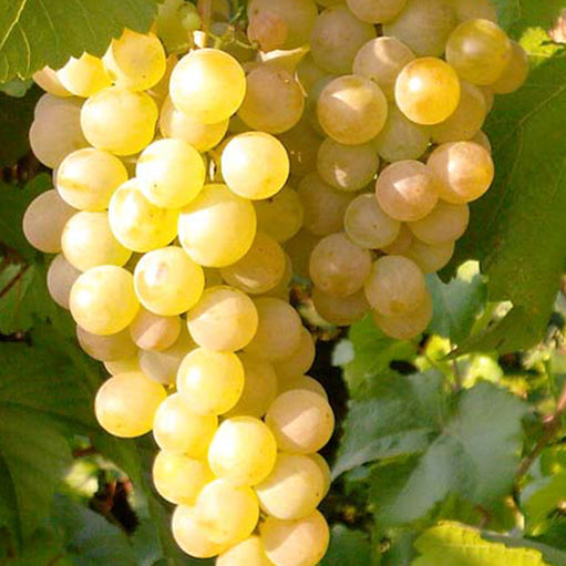 Vita de Vie - Bianca - Ghiveci - Regatul Plantelor