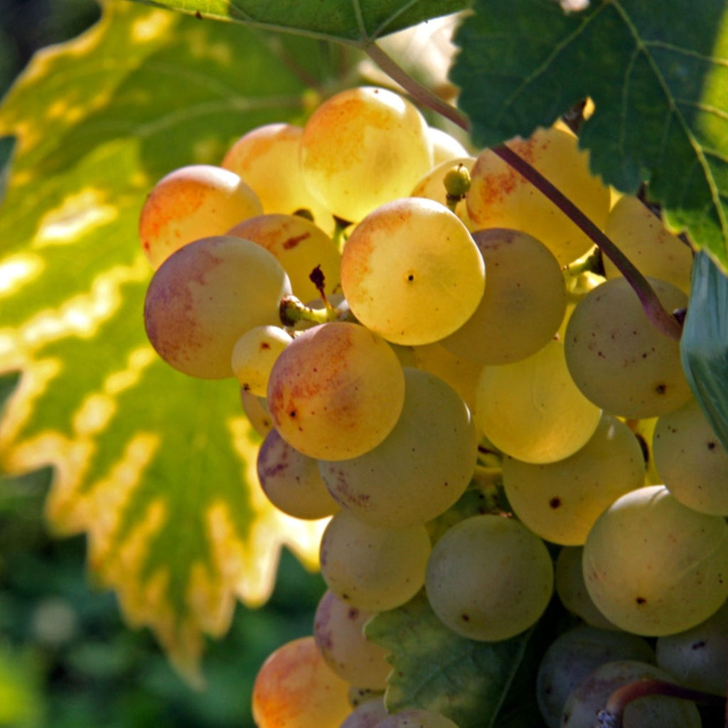 Vita de Vie - Bianca - Ghiveci - Regatul Plantelor