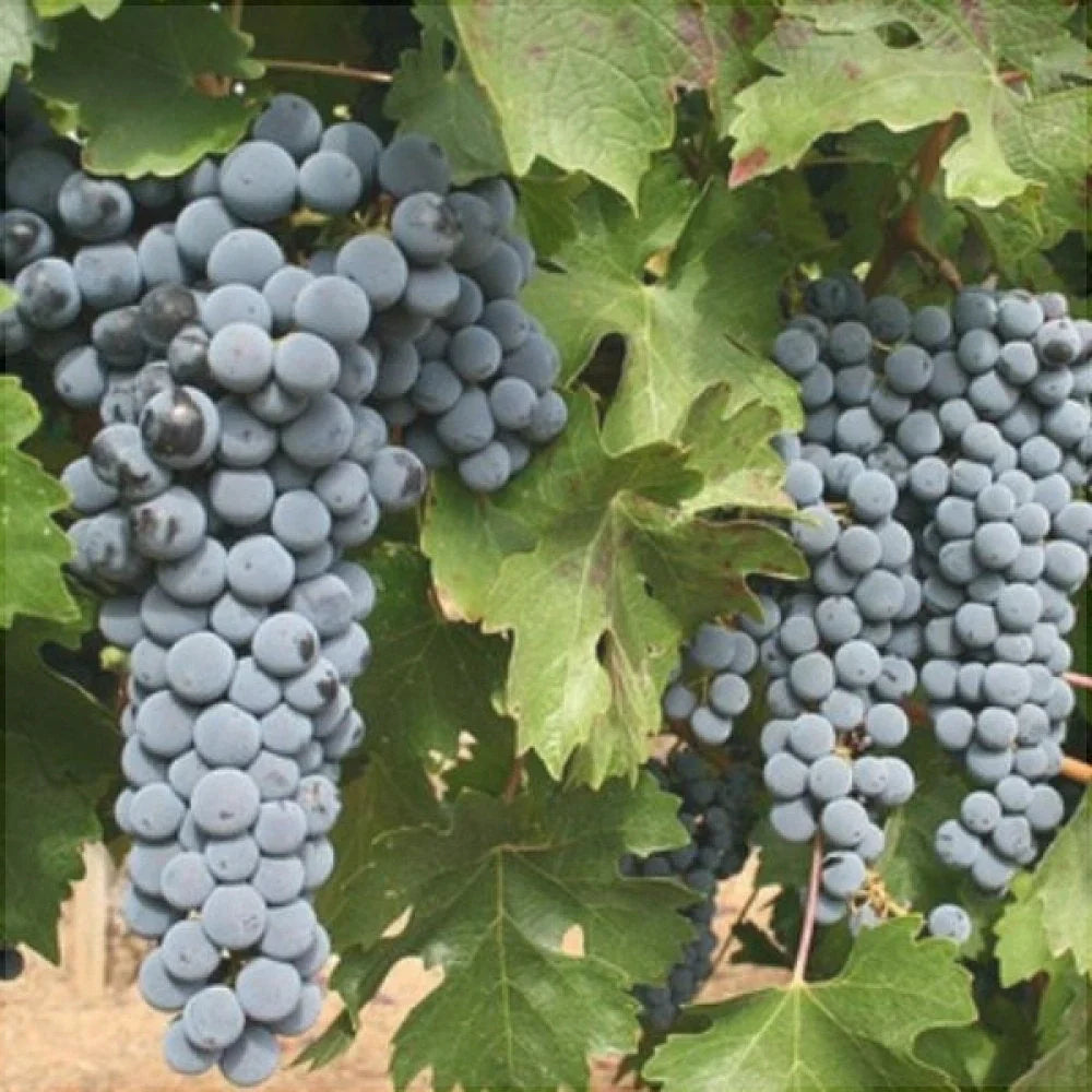 Viță de Vie "Cabernet Sauvignon" la ghiveci