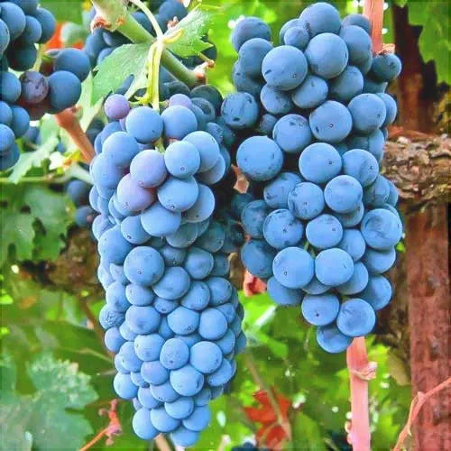 Vita de Vie "Cabernet Sauvignon", la Ghiveci