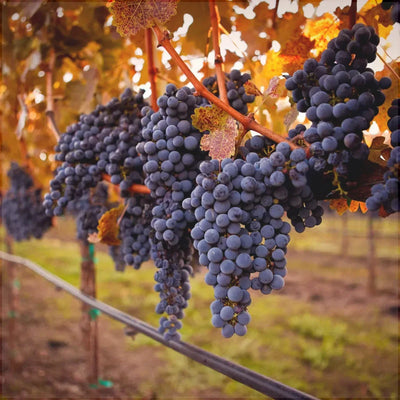 Viță de vie „Cabernet Sauvignon” la ghiveci – viță de vie | Regatul Plantelor