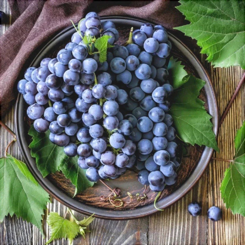 Viță de Vie "Cabernet Sauvignon" la ghiveci