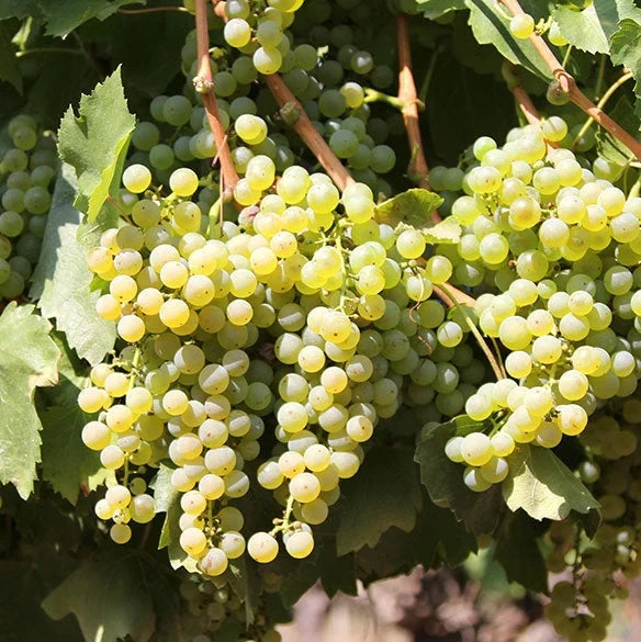 Vița de Vie ”Fetească Albă” la ghiveci